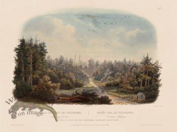 Forest on Tobihanna Vig 04